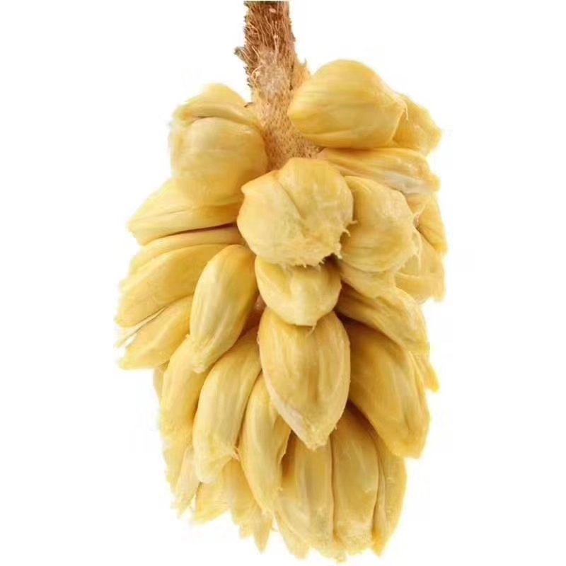 榴莲蜜苗榴莲苗嫁接苗马来西亚一号菠萝蜜