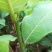 榴莲蜜苗榴莲苗嫁接苗马来西亚一号菠萝蜜