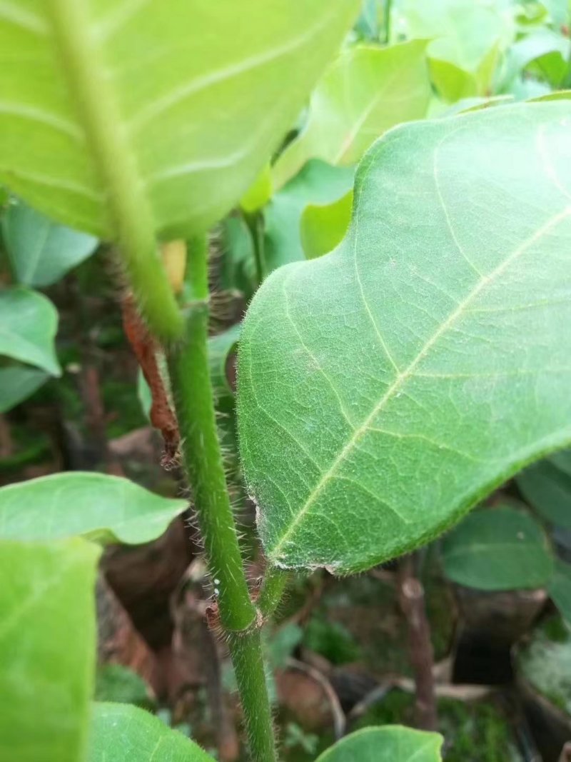 榴莲蜜苗榴莲苗嫁接苗马来西亚一号菠萝蜜