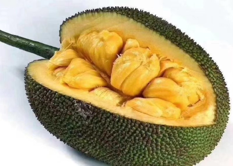 榴莲蜜苗榴莲苗嫁接苗马来西亚一号菠萝蜜