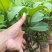 榴莲蜜苗榴莲苗嫁接苗马来西亚一号菠萝蜜