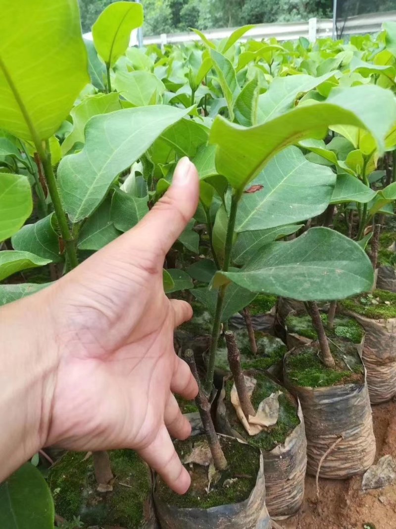 榴莲蜜苗榴莲苗嫁接苗马来西亚一号菠萝蜜