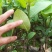 榴莲蜜苗榴莲苗嫁接苗马来西亚一号菠萝蜜