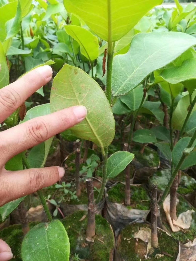 榴莲蜜苗榴莲苗嫁接苗马来西亚一号菠萝蜜