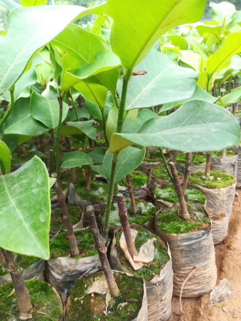 榴莲蜜苗榴莲苗嫁接苗马来西亚一号菠萝蜜
