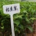 榴莲蜜苗榴莲苗嫁接苗马来西亚一号菠萝蜜