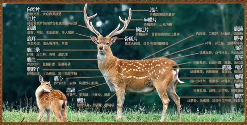 梅花鹿茸片鹿茸黄粉片精品推荐欢迎采购