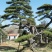 造型松