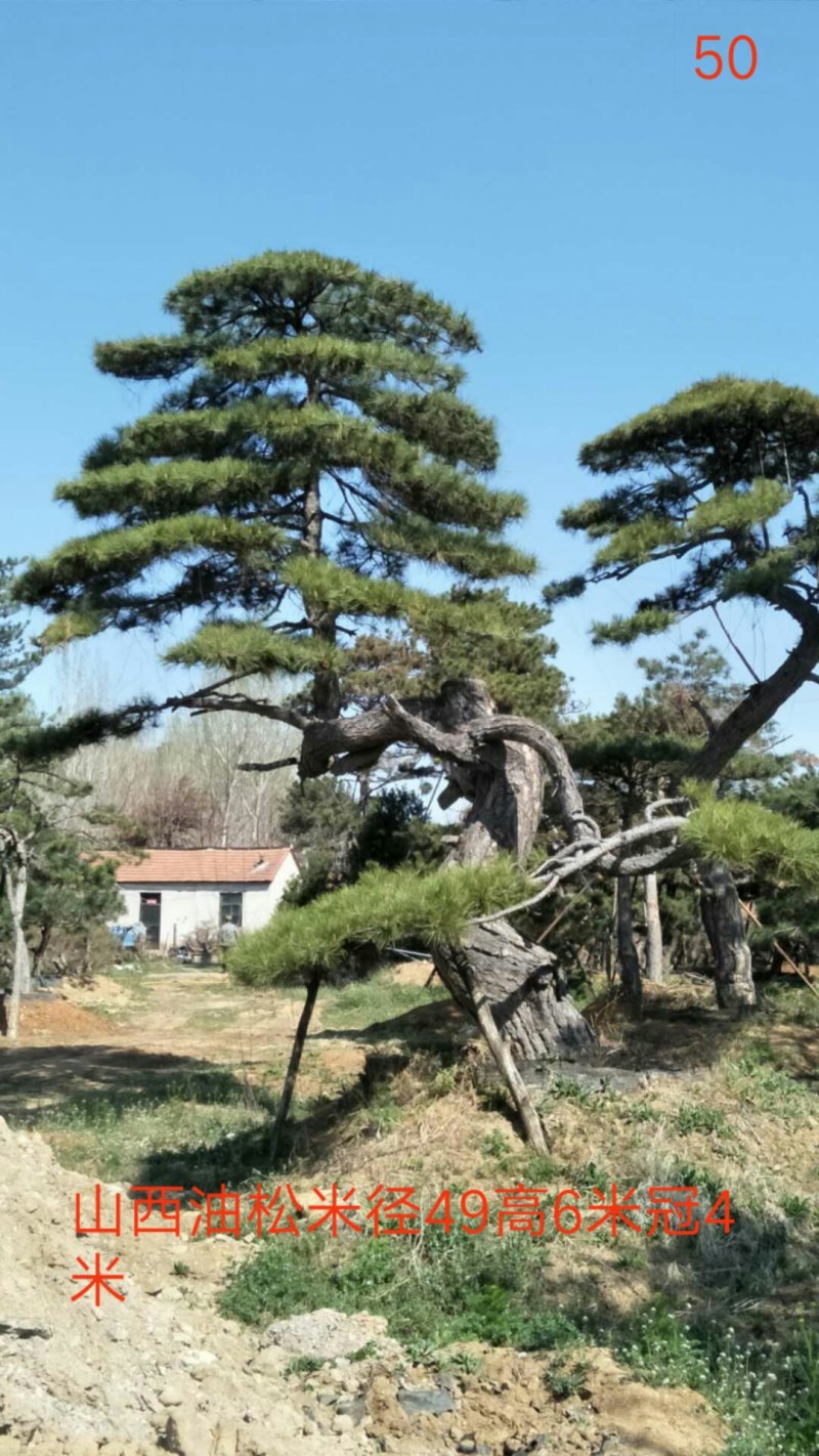 造型松