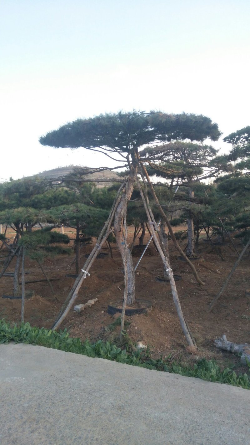 造型松