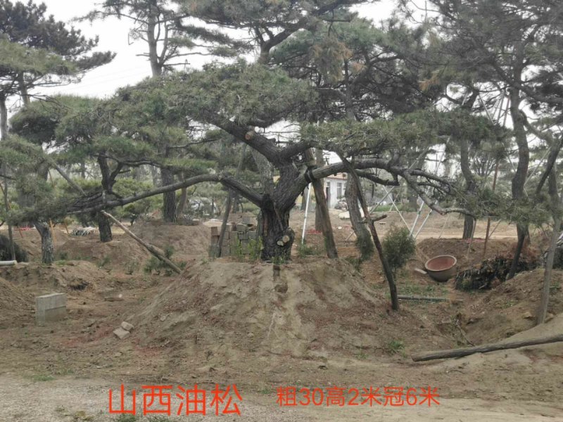 造型松