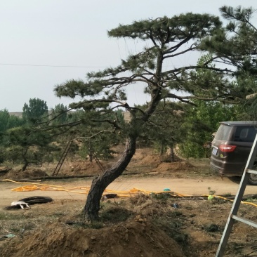 造型松