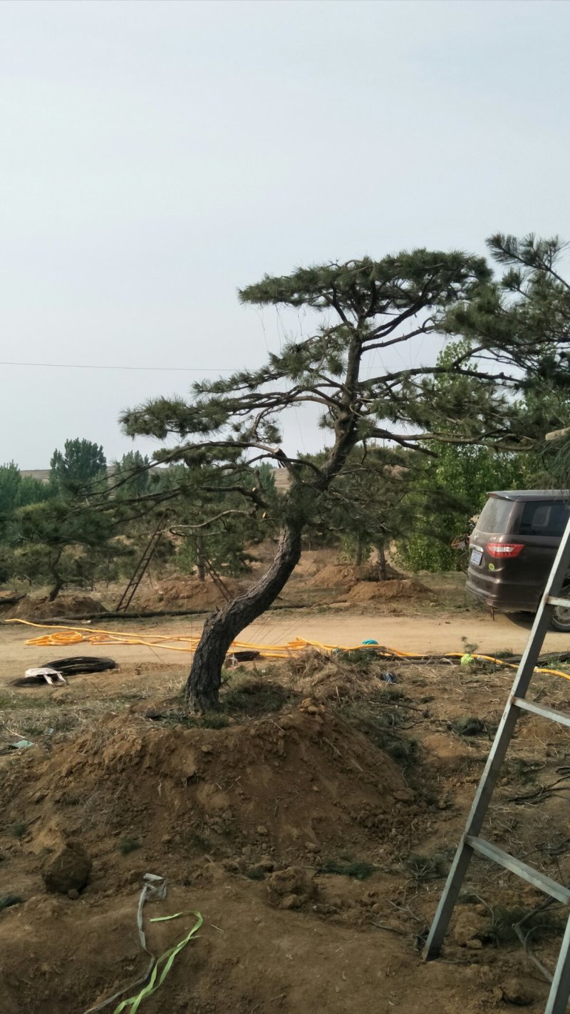 造型松