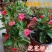 批发办公室室内植物盆栽花卉虎刺梅净化空气吸甲醛