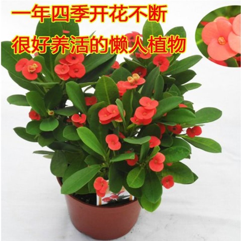批发办公室室内植物盆栽花卉虎刺梅净化空气吸甲醛