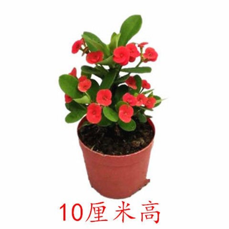 批发办公室室内植物盆栽花卉虎刺梅净化空气吸甲醛
