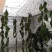 批发黑水虻卵