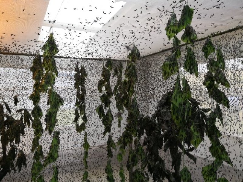 批发黑水虻卵