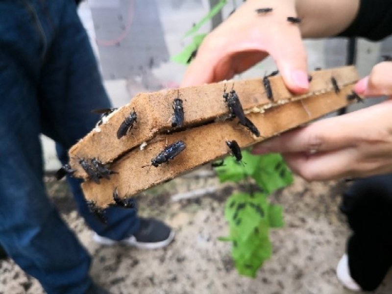 批发黑水虻卵