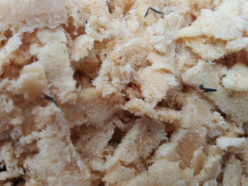 批发黑水虻卵