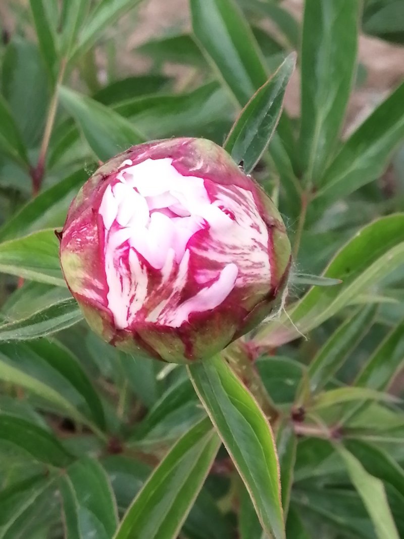 国外的多花芍药