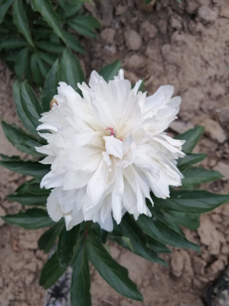 国外的多花芍药