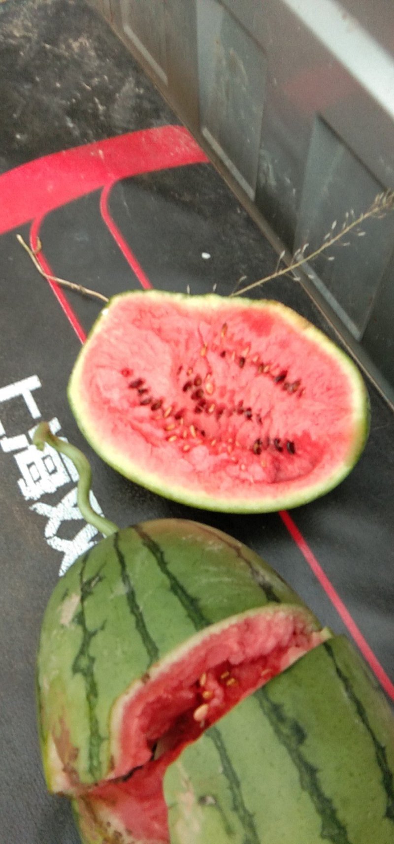 《推荐》安徽砀山早春红玉西瓜，品质保证全国代发。