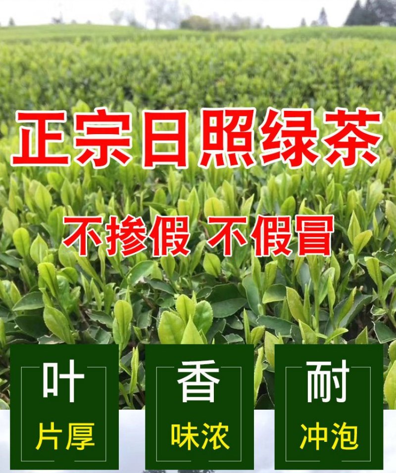 【喝好茶】2023新茶厂家批发正宗日照绿500g包邮尝鲜