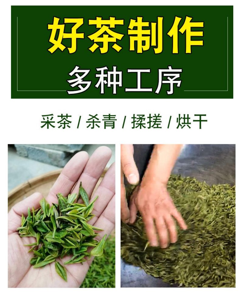 【喝好茶】2023新茶厂家批发正宗日照绿500g包邮尝鲜
