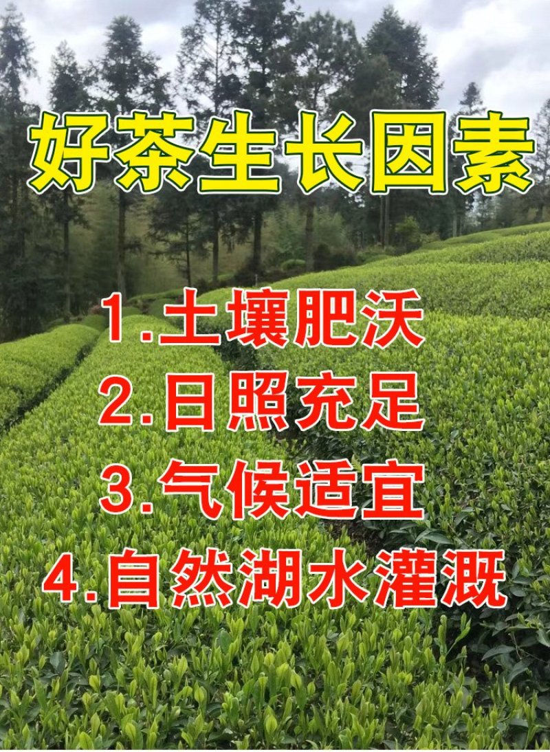 【喝好茶】2023新茶厂家批发正宗日照绿500g包邮尝鲜