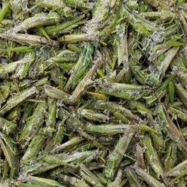 蝗虫