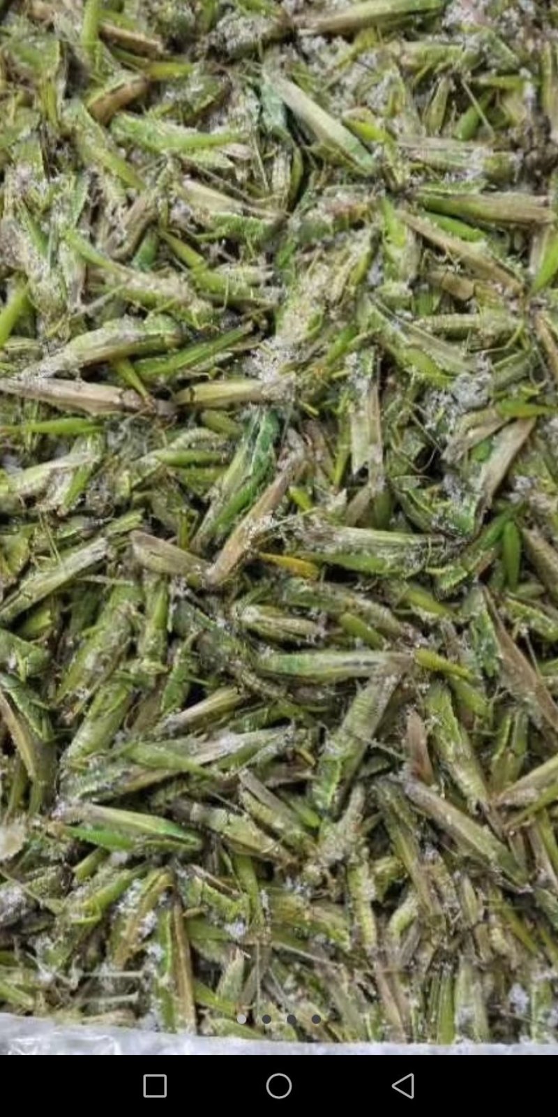 蝗虫