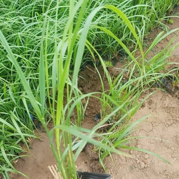优质，拂子茅草基地直发可视频看货量大价优