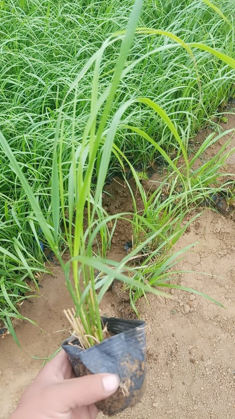 优质，拂子茅草基地直发可视频看货量大价优