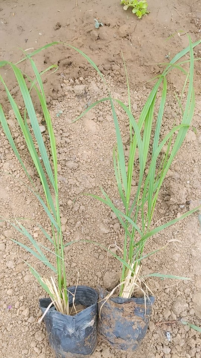 优质，拂子茅草基地直发可视频看货量大价优