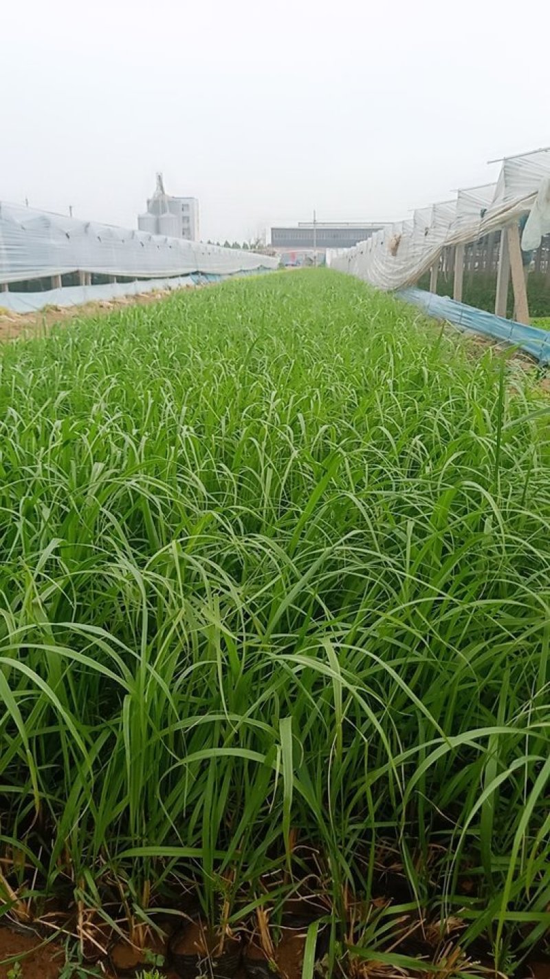 优质，拂子茅草基地直发可视频看货量大价优