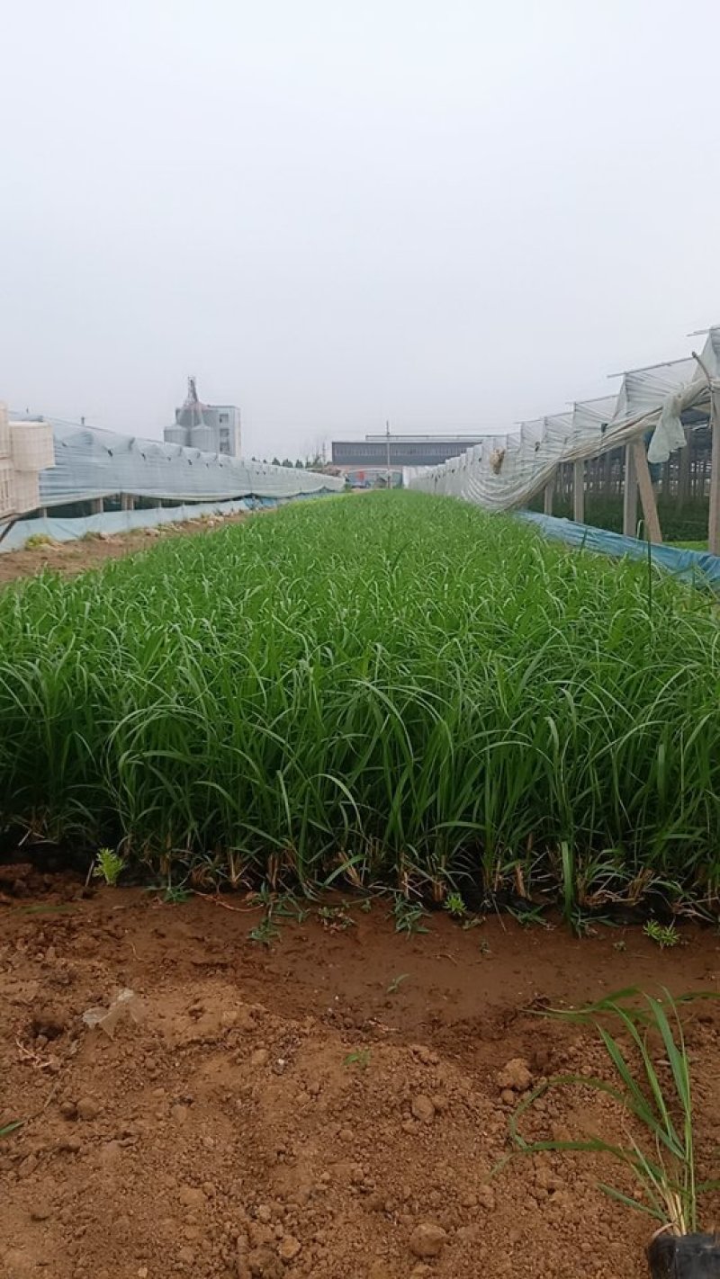 优质，拂子茅草基地直发可视频看货量大价优