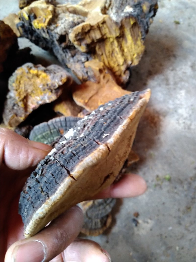 桑黄，深山采集正品好货，量不大，选货价高，均为统货价