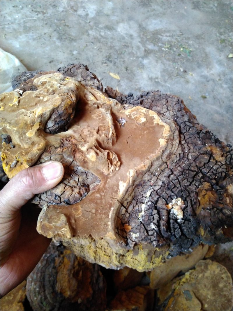 桑黄，深山采集正品好货，量不大，选货价高，均为统货价