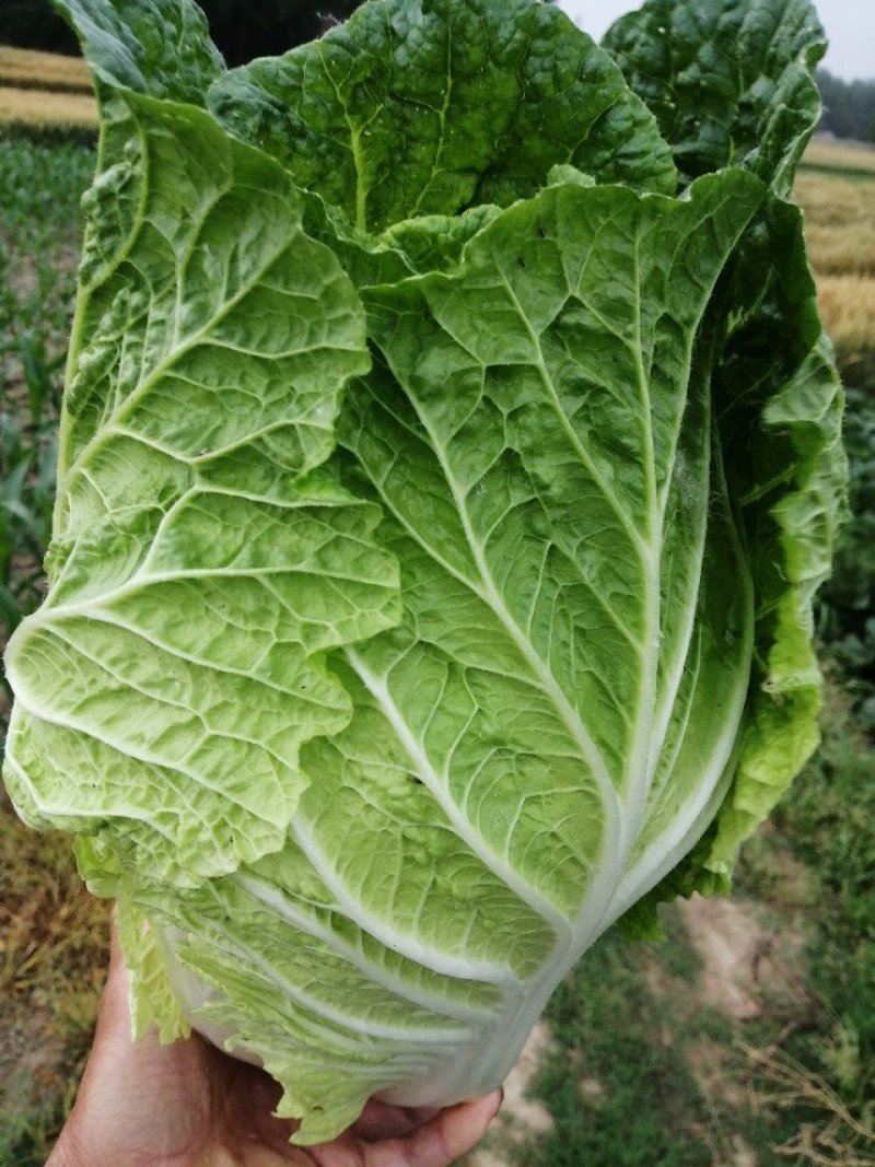 叶菜类
