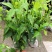 棣棠黄棣棠色块小苗