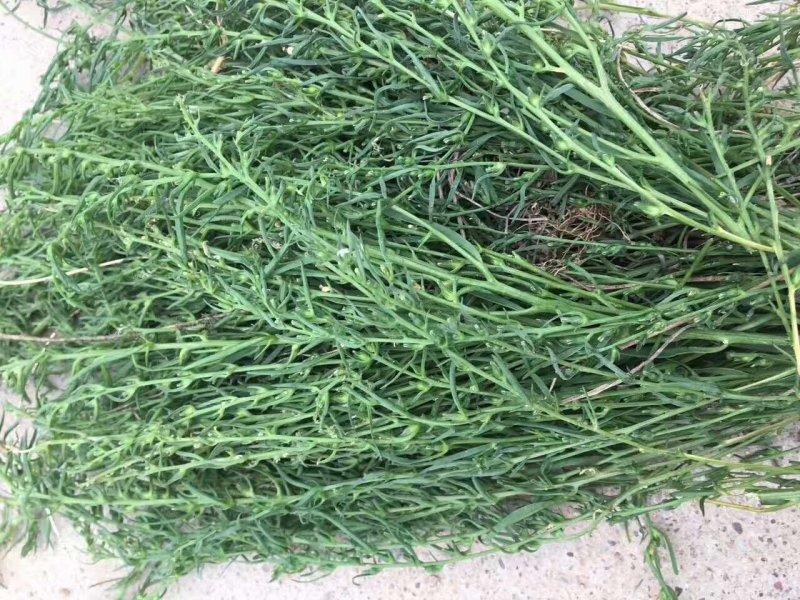 野胡麻百蕊草麦黄草2021年新货已上市