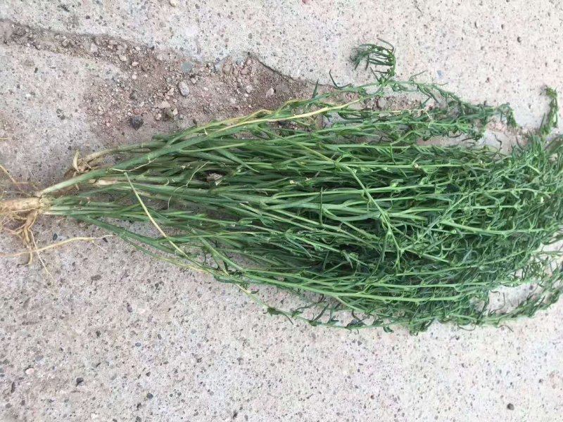 野胡麻百蕊草麦黄草2021年新货已上市