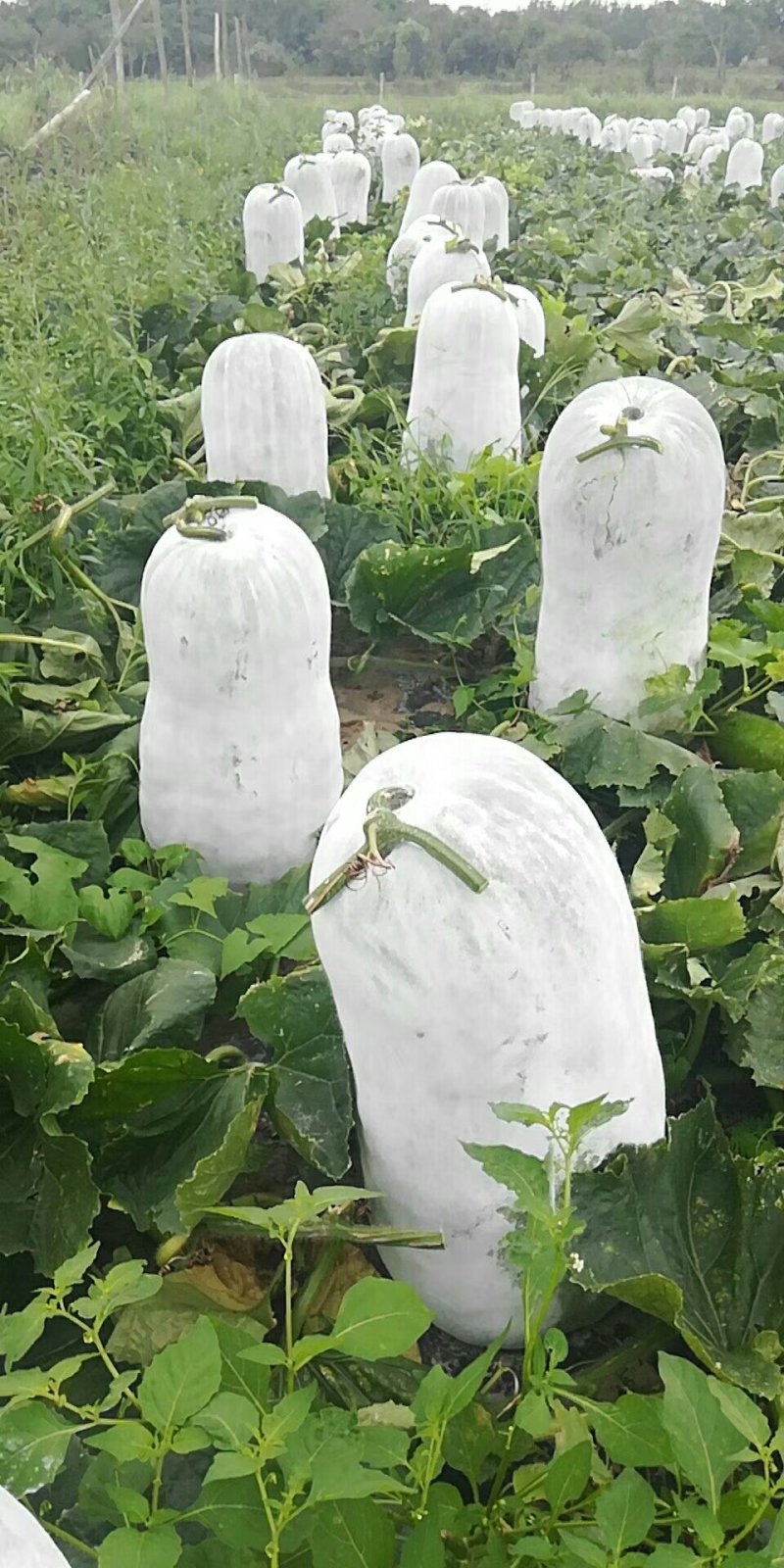 白皮冬瓜