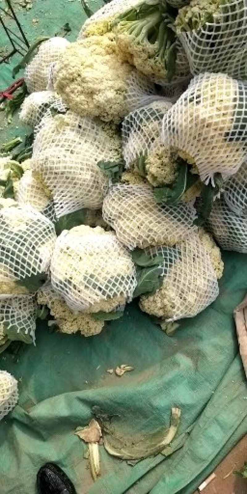 有机花菜松散，2斤左右质量很好，欢迎新老客户来订