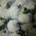 有机花菜松散，2斤左右质量很好，欢迎新老客户来订