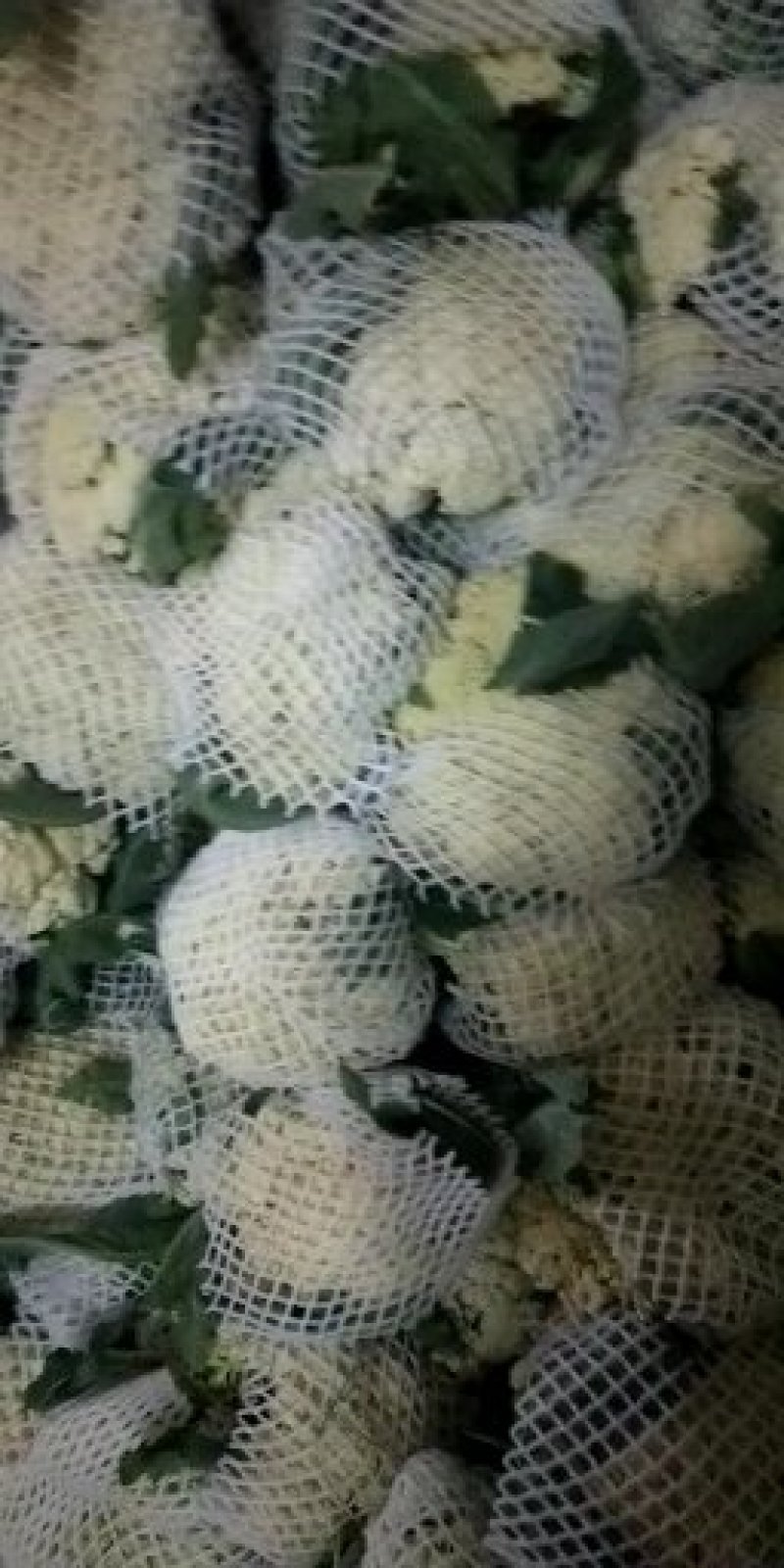 有机花菜松散，2斤左右质量很好，欢迎新老客户来订