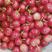 大樱桃供应，红灯、先锋、萨米脱、乌克兰、美早等多个品种，