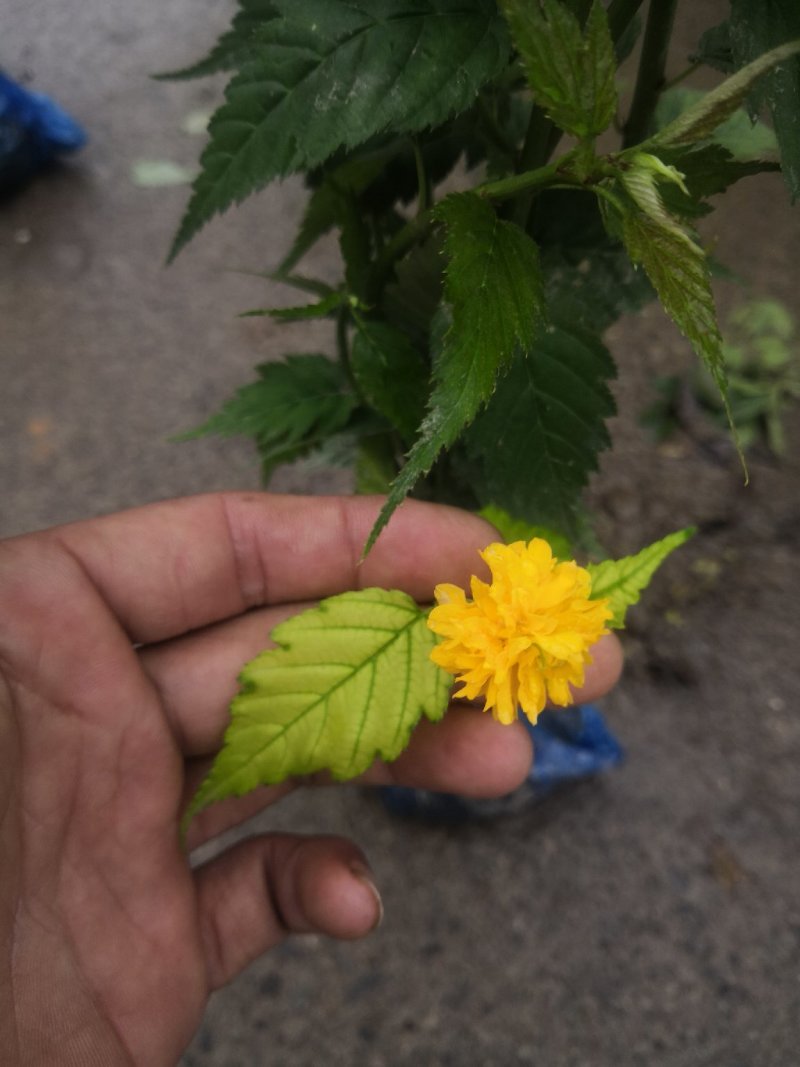 棣棠黄棣棠色块小苗