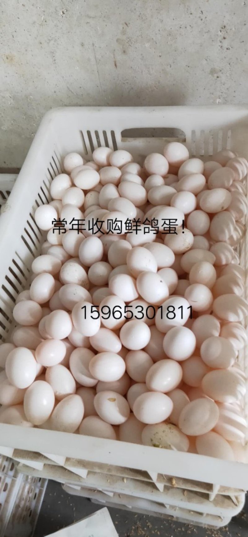 常年出售鸽子种蛋！常年稳定有货